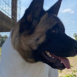 Luna - Akita