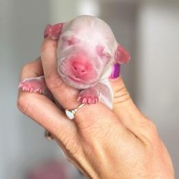 Super Light Cream Boy - Cream male Dachshund puppy in North Branch, Michigan from Doxie View Acres