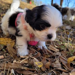 Shichon and Shih Tzu Puppies from Teddy Bear (Shichon) Puppies