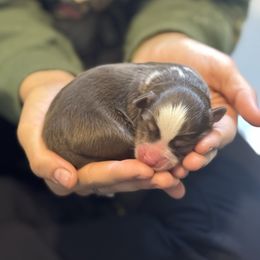 Mocha - Chocolate female Pomsky puppy in Sturgis, Kentucky from Furever Pomskies