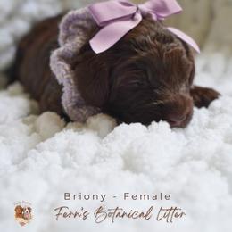 Briony - Chocolate female Goldendoodle puppy in Atlanta, Georgia from Teddy Puppies