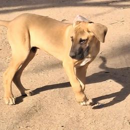 Fawn Male - Fawn male Great Dane puppy in Cunningham, Kansas from Garden Grove Great Danes