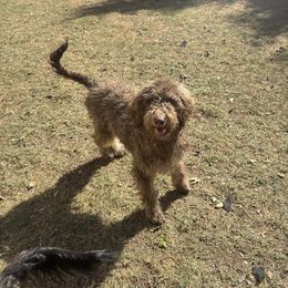 Daisy - Sable female Goldendoodle puppy in Arlington, Texas from Chambers Doodle Patch