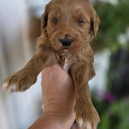 Luna - Red  female Goldendoodle puppy in Decatur, Tennessee from Diamond's Doodles