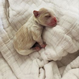 Cedar - Gold and white male Shihpoo puppy in Spring Hill, Florida from Parisian Puppies