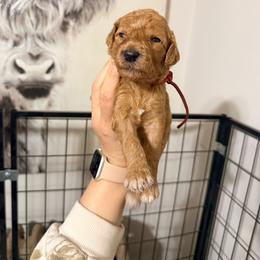 Vitani - Red Band Girl - Apricot female Poodle puppy in Plainfield, New Jersey from Caris Paws Poodles and Labradoodles