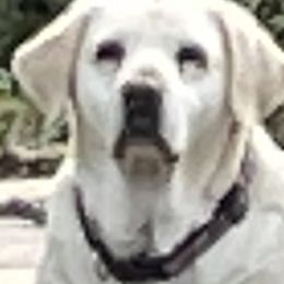 Labrador Retrievers from Bella Frieda Farm Labrador Retrievers