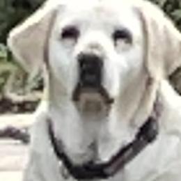 Labrador Retrievers from Bella Frieda Farm Labrador Retrievers