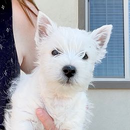 West Highland White Terrier Puppies from Elvador West Highland White Terriers