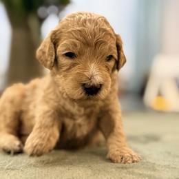 Willow - Cream female Goldendoodle puppy in Macclenny, Florida from Baker County Goldendoodles