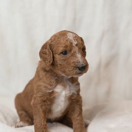 Goldendoodle and Poodle Puppies from Desert Born Kennel