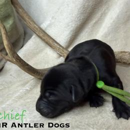 Chief - Black male Labrador Retriever puppy in Grants Pass, Oregon from KnR Antler Dogs ~ Labrador Retrievers & Corgis