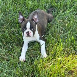 Dozer - Black brindle and white male Boston Terrier puppy in Brandon, South Dakota from Lakeview Bostons