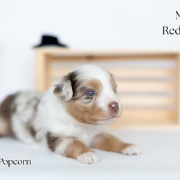 Popcorn - Red merle male Miniature Australian Shepherd puppy in Wooster, Ohio from Kari's Mini Aussies