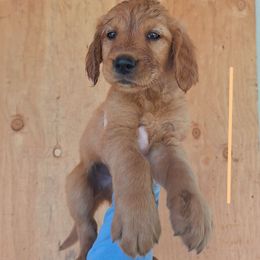 Guinness now Murphy - Dark golden male Golden Retriever puppy in Tenino, Washington from Oak River Goldens'