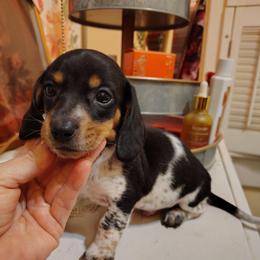 Boy 1 - Piebald male Dachshund puppy in Clayton, Indiana from Love Struck Miniature Dachshunds