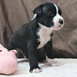 Boy 4 - Paul Revere - Black brindle male American Staffordshire Terrier puppy in Bastrop County, Texas from Ironheart American Staffordshire Terriers