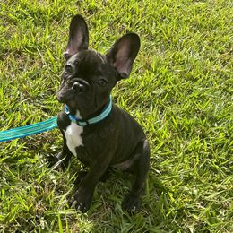 karma  - French Bulldog