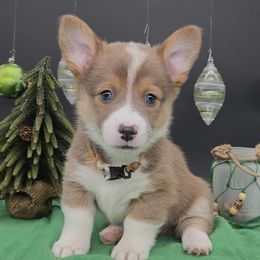 Wade (Gus) - Sable male Pembroke Welsh Corgi puppy in Dickeyville, Wisconsin from J&R Shepherds & Corgis