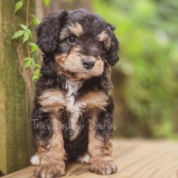 Whoops - Black tri-color male Aussiedoodle puppy in Centreville, Mississippi from Trin's Designer Doodles