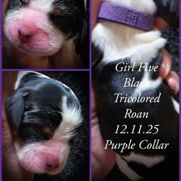 Girl 5 - Black white and tan female English Springer Spaniel puppy in Silverdale, Washington from TimberVale Springers
