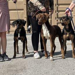 Catahoula Leopard Dog All Grown Up from Lazy 44 Catahoulas