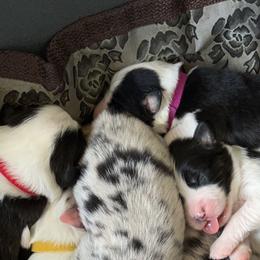 Australian Shepherd Puppies from Cooper Ridge Aussies