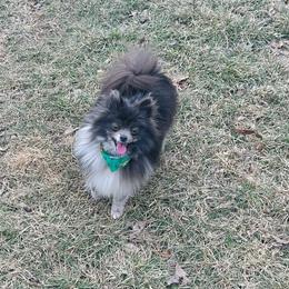 Fossil - Blue merle female Pomeranian puppy in Buck Valley, Pennsylvania from Buck Valley Pomeranians