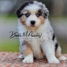 Rowan - Blue merle male Australian Shepherd puppy in Olivehurst, California from Double M Aussies