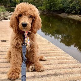 Poodle Puppies from Myka and Lisa’s Coast to Coast Poodles