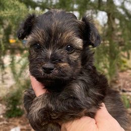 Yorkipoos from Dorans Danes and Doodles