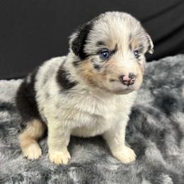 Girl 1: Aspen - Blue merle female Australian Shepherd puppy in Volant, Pennsylvania from Addie's Aussies