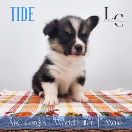 Tide - Black and tan male Pembroke Welsh Corgi puppy in Pine Village, Indiana from NL Horsemanship