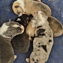 American Corgi Puppies from Whitecreek Corgis of Columbus, IN