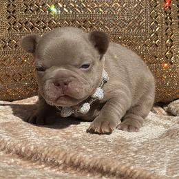 Amelia - Liver female French Bulldog puppy in Hemet, California from Bowman Pups