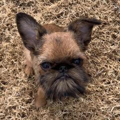 Brussels Griffons from Lavish Griffons