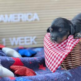 America - Black and tan female Dachshund puppy in Indianapolis, Indiana from Englehaus Dachshunds