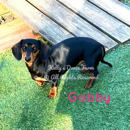 Gabby - Dachshund