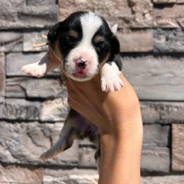 Lala - Black and tan female Pembroke Welsh Corgi puppy in Benjamin, Utah from Nuna’s  Corgis