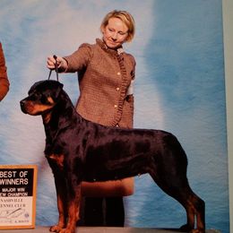 Rottweilers from Armata Rottweilers