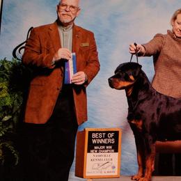Rottweilers from Armata Rottweilers