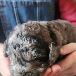 Tinsel - Blue merle female Aussiedoodle puppy in Powder Springs, Georgia from My Classy Doodles