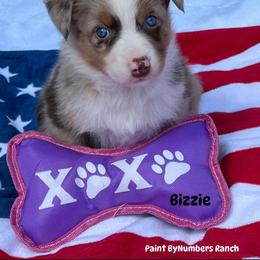 Bizzie - Red merle female Australian Shepherd puppy in Magee, Mississippi from Paint ByNumbers Ranch