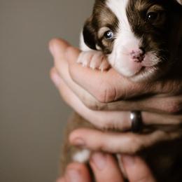 Eve - Sable female Pembroke Welsh Corgi puppy in South Otselic, New York from Ridge Top Corgis