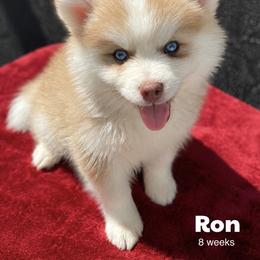 Ron - Red and white male Pomsky puppy in Winston, Oregon from Arctic Tails Spitz