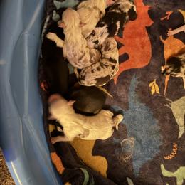 Sawyer - White male Australian Shepherd puppy in Four Oaks, North Carolina from RoseWest Farms