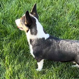 Fern - Pembroke Welsh Corgi