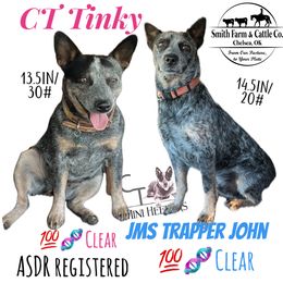 Australian Cattle Dog puppies from CT Mini Heelers