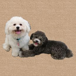 Havapoo puppies from Faithful Hearts Kennel
