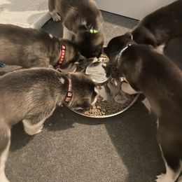 Siberian Husky Puppies from Husky Love and Pups